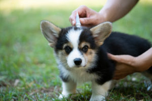 fleas difficult Close,Up,Woman,Applying,Tick,And,Flea,Prevention,Treatment,And