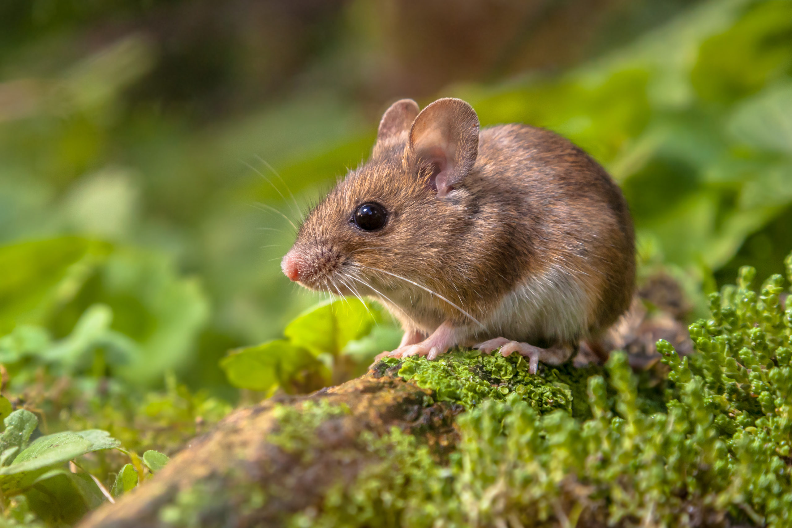 football 2 mice scaled 3 Football Pests That Are a Real Fumble