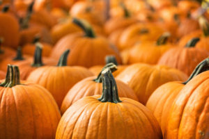 pumpkins cover Pumpkin,Stalks