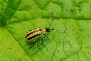 pumpkins cucumber beetle A,Striped,Cucumber,Beetle,Is,Resting,On,A,Green,Leaf.