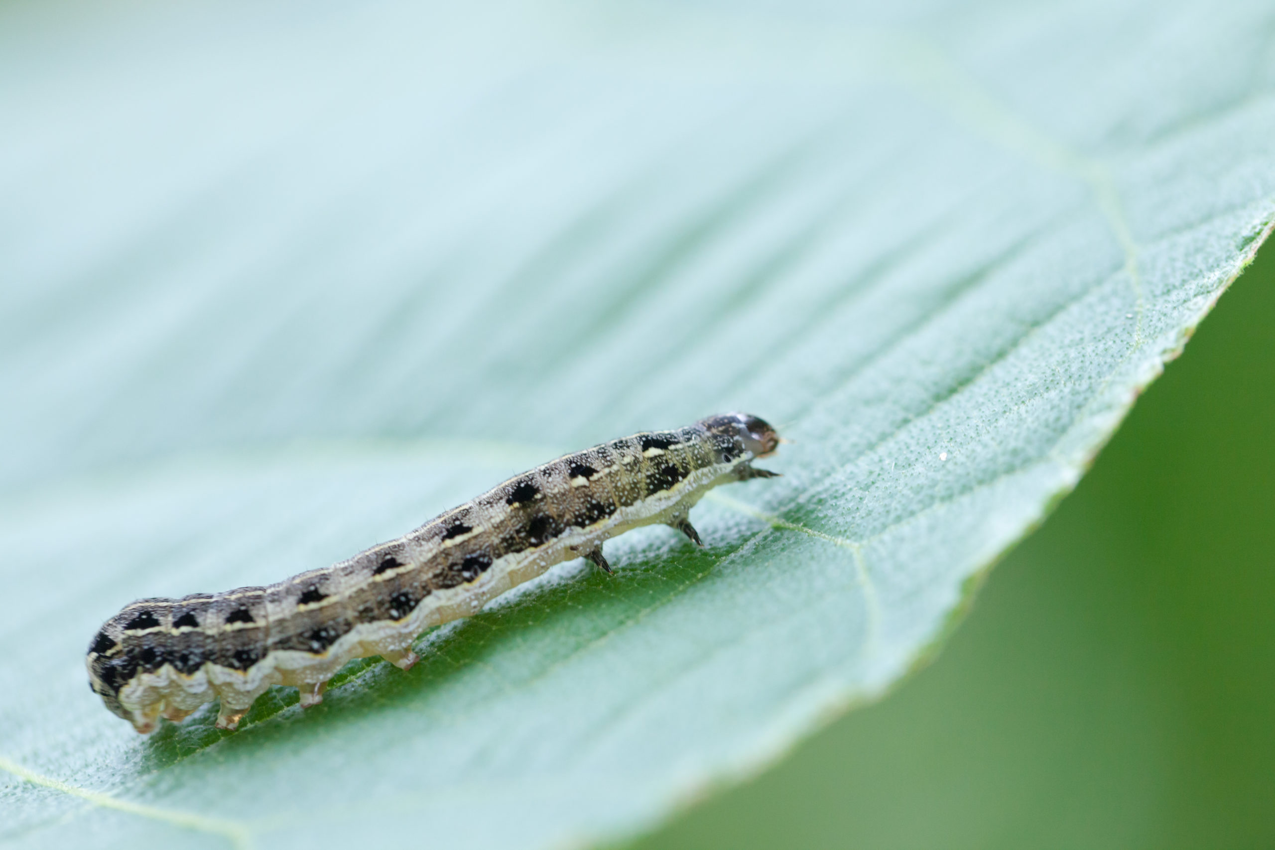 pumpkins cutworms scaled 5 Fall Pests that Love Pumpkins