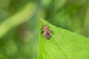 pumpkins squash bugs Helmeted,Squash,Bug,In,Springtime