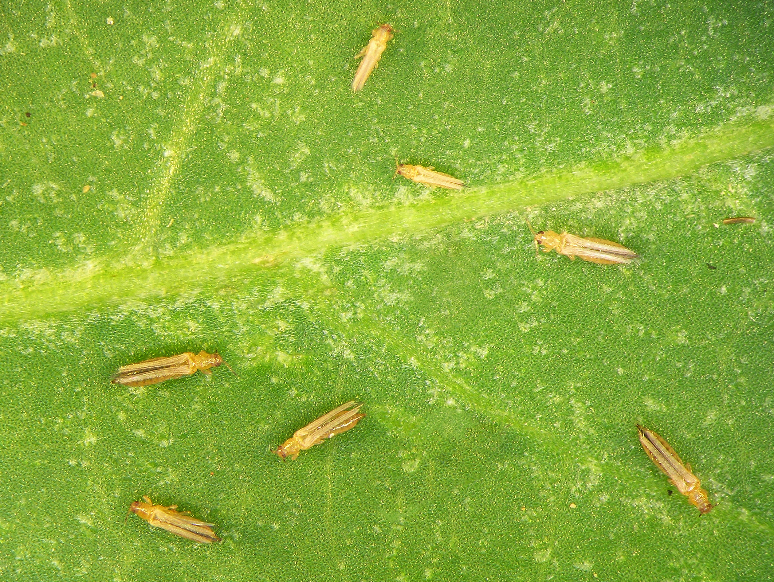 pumpkins thrips 5 Fall Pests that Love Pumpkins