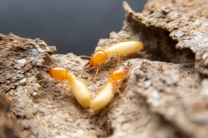 termites cover Selective,Focus,Of,The,Small,Termite,On,Decaying,Timber.,The
