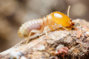 termites pest control Termites,Life