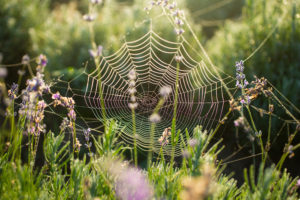 times of day cover Spider,Web,With,Dew,At,Dawn