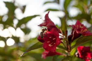 times of day crepuscular Working,Honey,Bee,On,A,Red,Trumpet,Flower,,In,The
