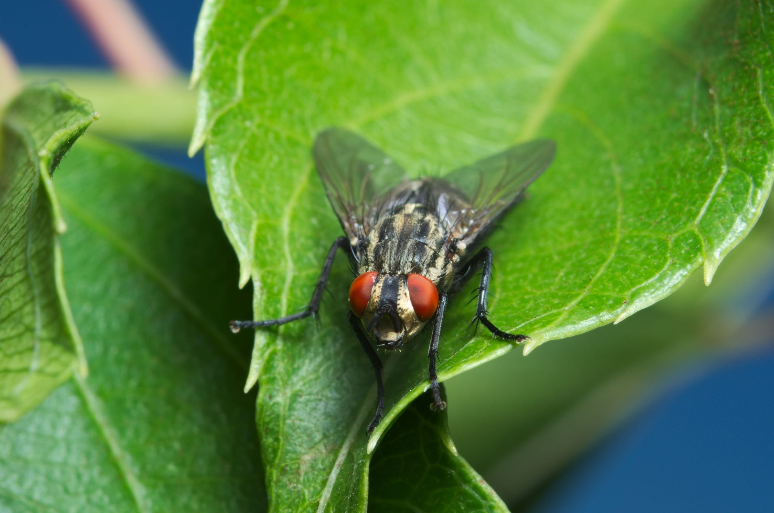 times of day diurnal scaled “Workin’ 9 to 5” - The 3 Most Active Times of Day for Pests