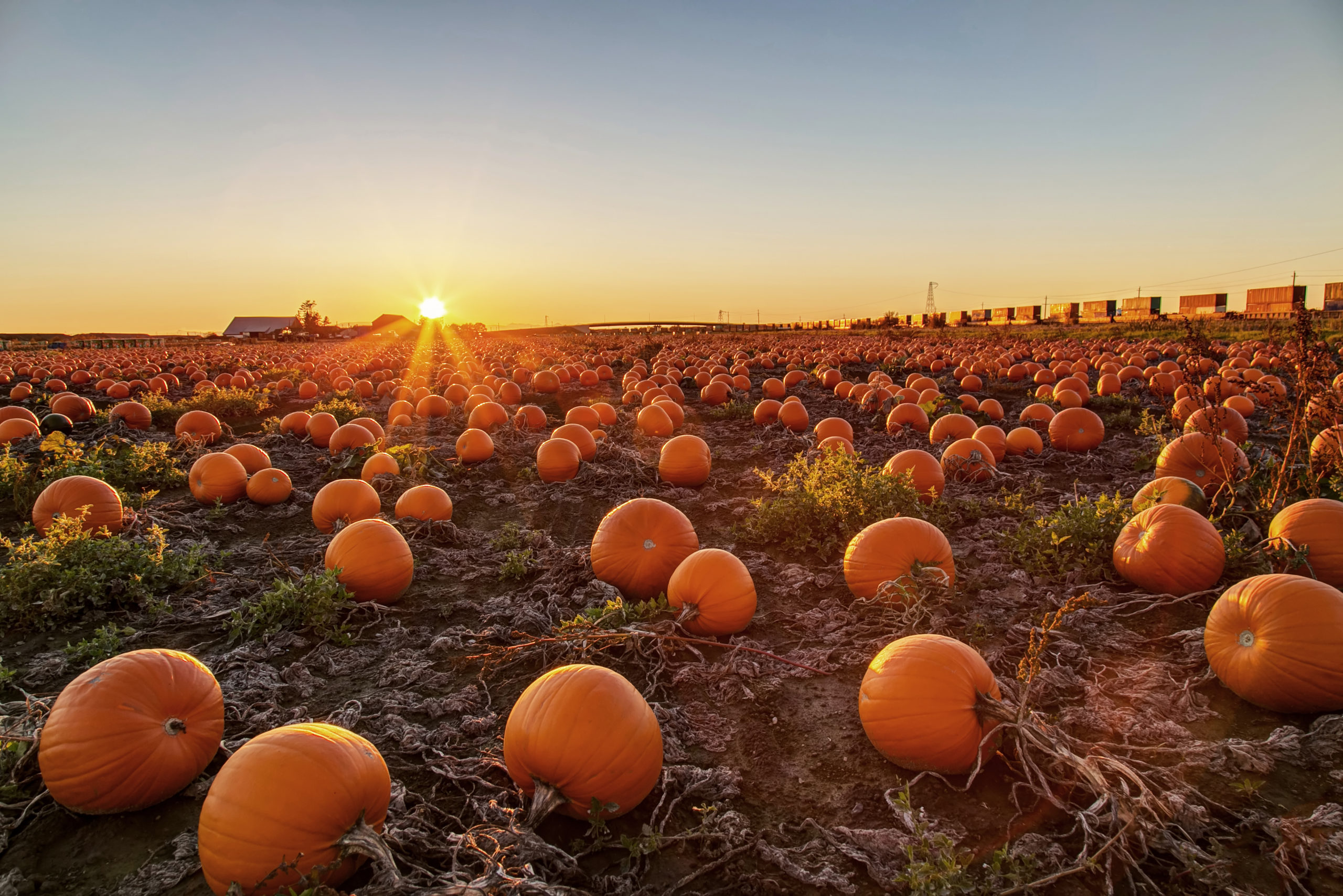 what if pumpkin scaled What If Pests Had Favorite Fall Activities?