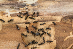 firewood carpenter ants Ant,Colony,Disperses,After,Discovery,Under,Bark,Of,Pine,Tree