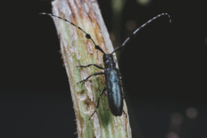 firewood long horned A,Long,Horn,Beetle,On,A,Trunk