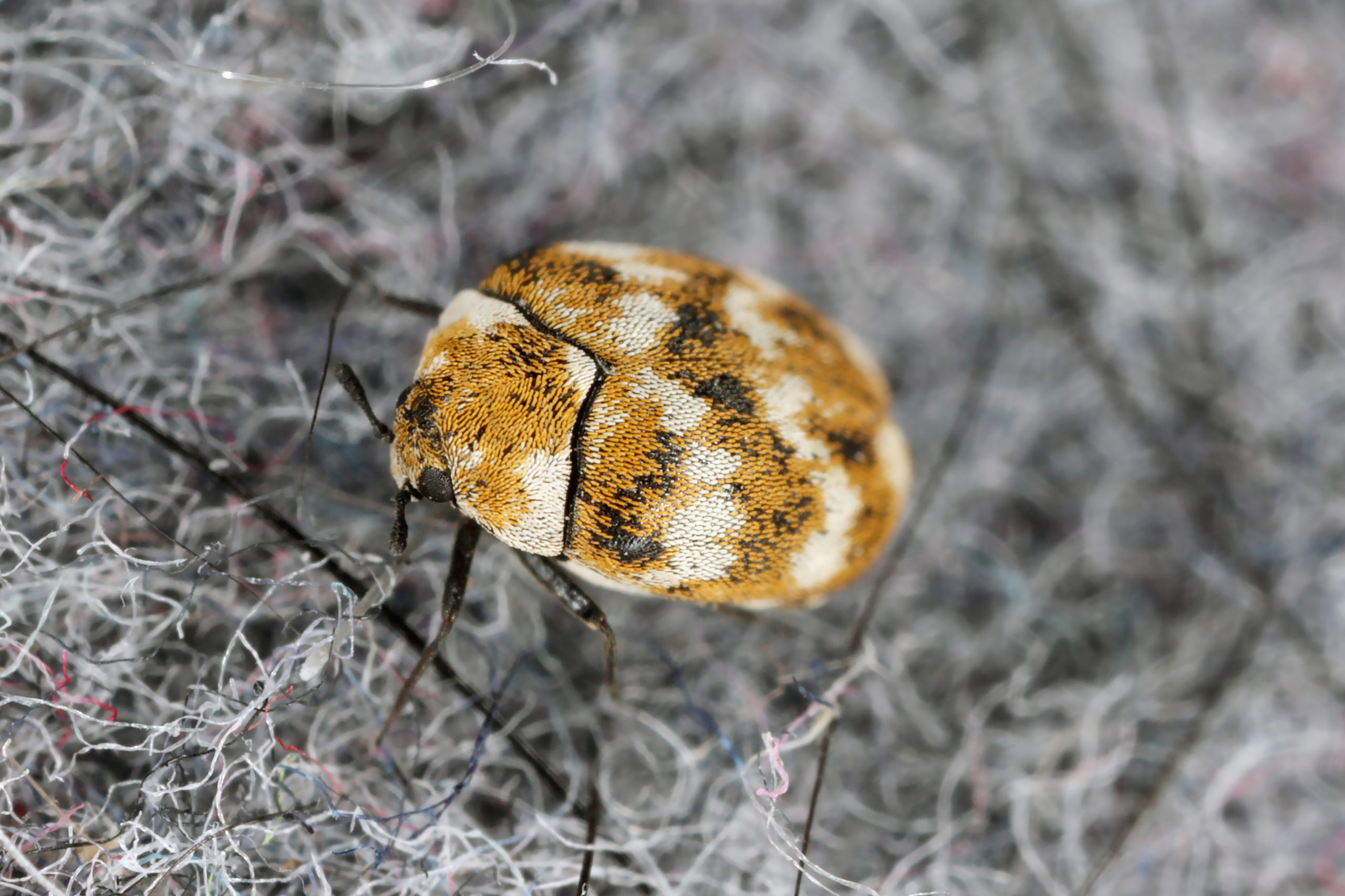 office carpet beetles scaled 6 Pests You May Find in Your Office