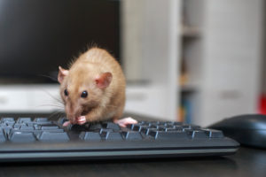 office cover A,Brown,Cute,Rat,Is,Sitting,On,A,Computer,Keyboard