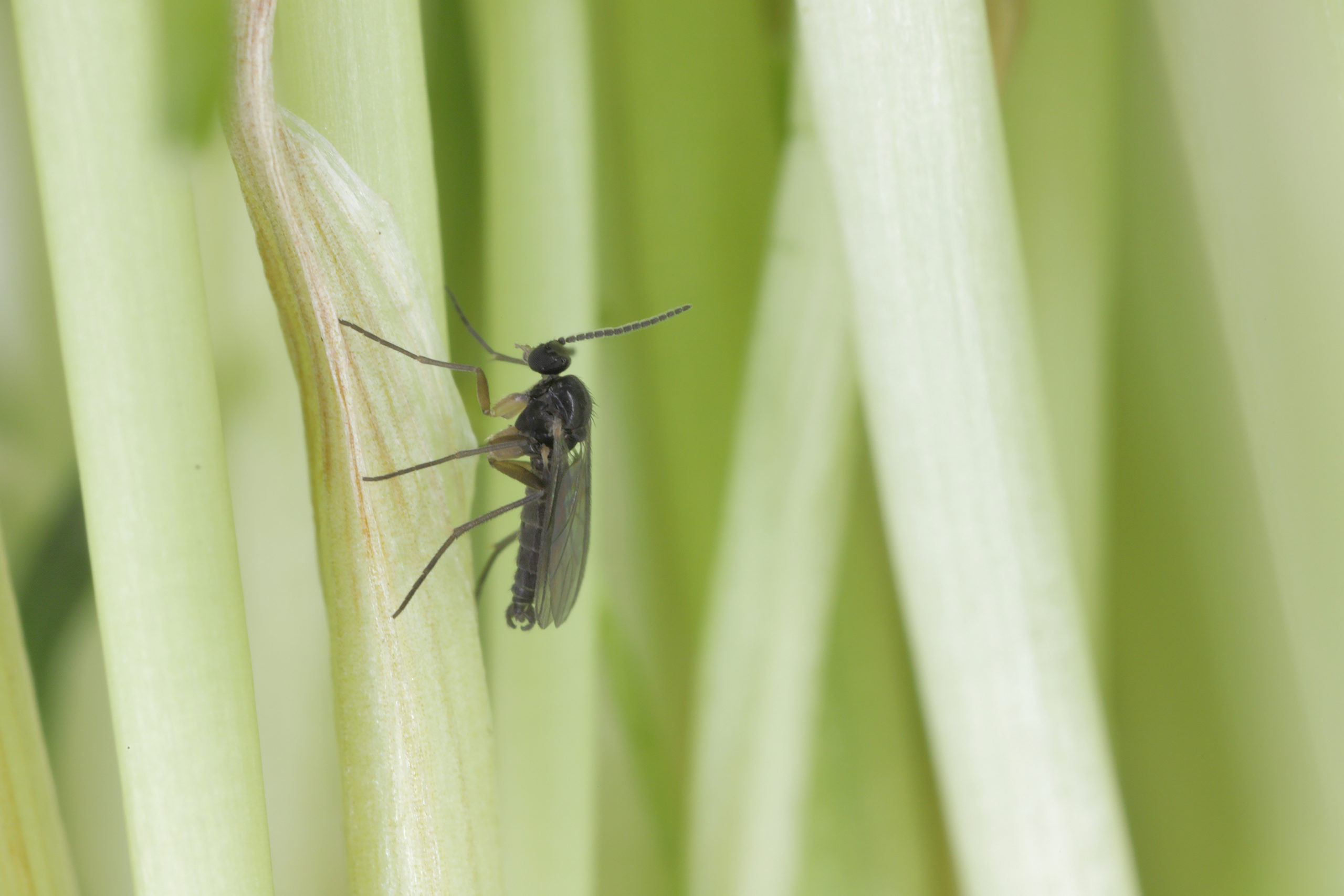 office gnats scaled 6 Pests You May Find in Your Office