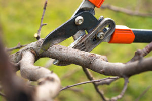 thanksgiving yard work Gardener,Pruning,Fruit,Trees,With,Pruning,Shears