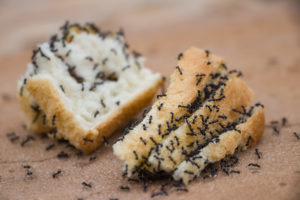 baking ants Many,Ants,Are,Eating,Bread.,The,Tourists,Left,background,Is,Blurred.