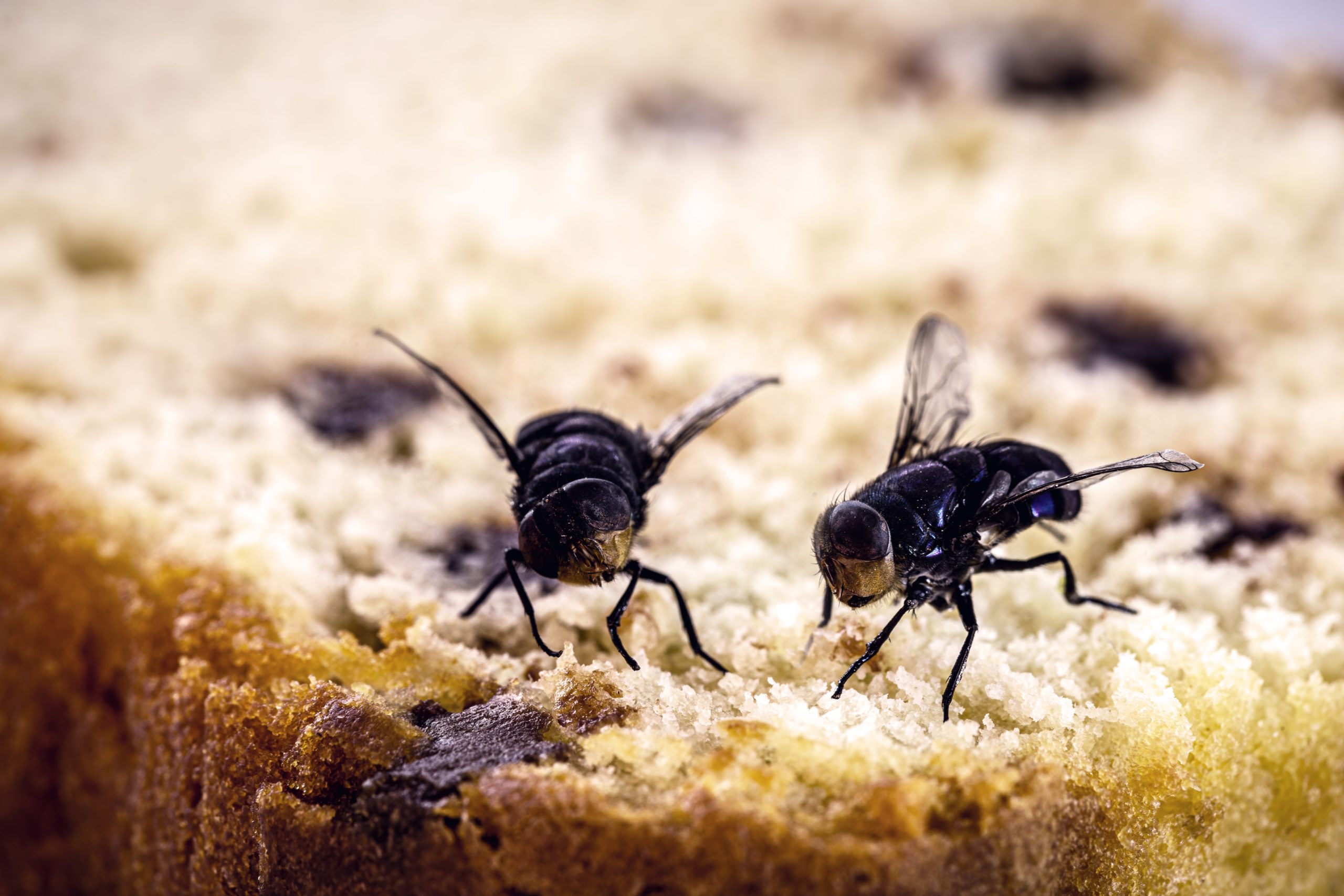 baking flies scaled Five Festive Holiday Baking Pests