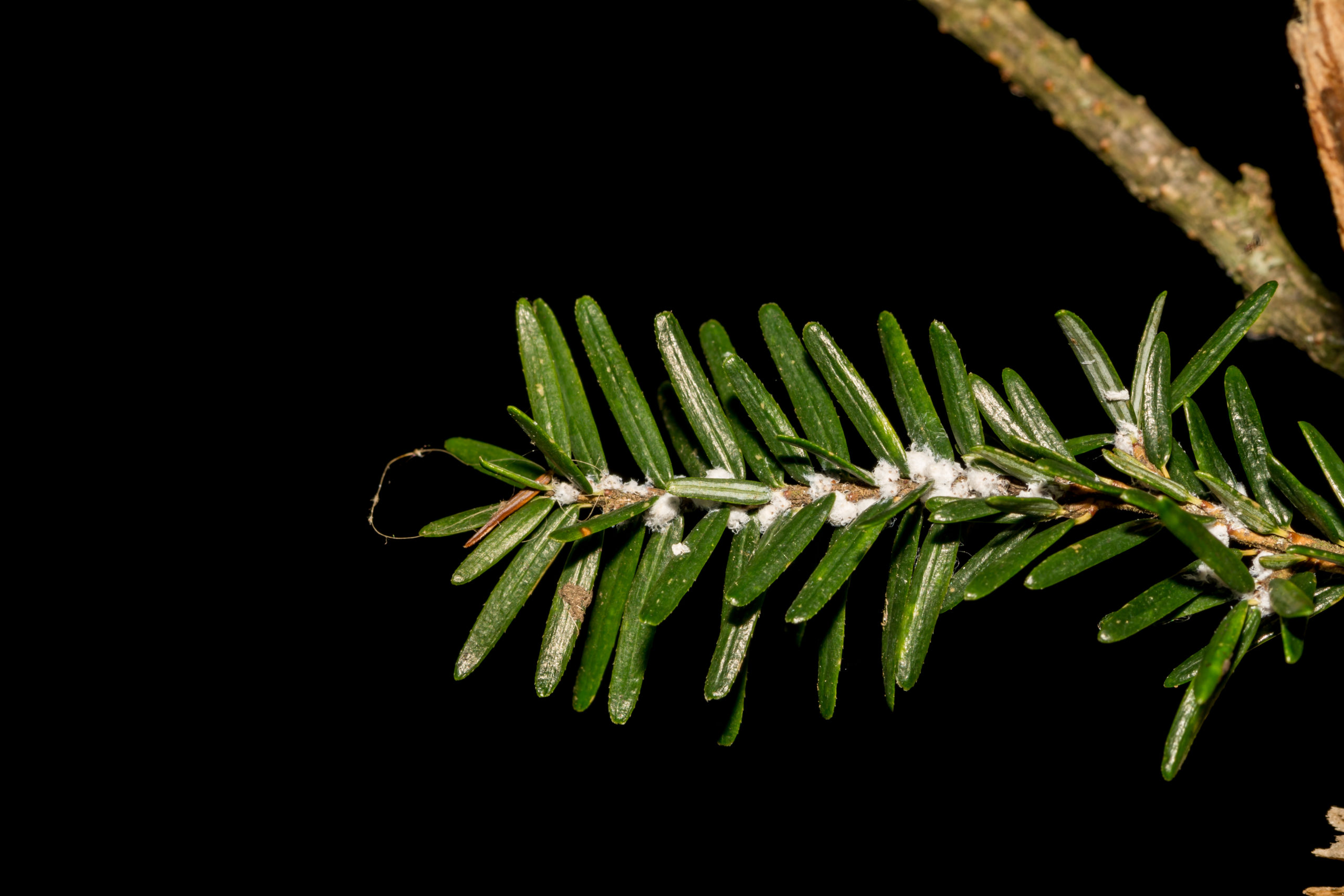 christmas tree adelgids scaled 5 Frustrating Christmas Tree Pests