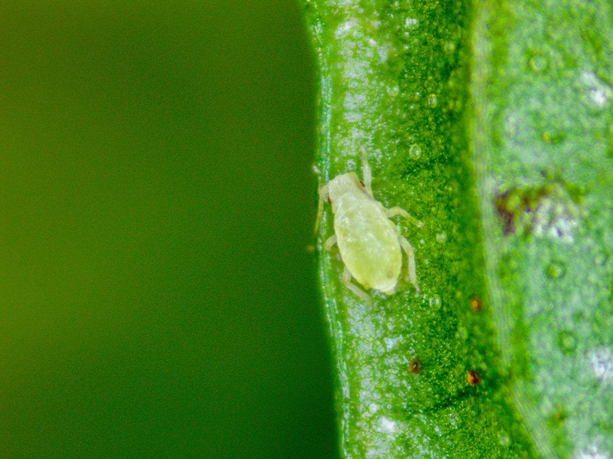 Detail,Of,Aphid,On,Mint,Leaf.,Photography,Made,With,A Pointe Pest
