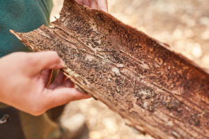 christmas tree bark beetles Hand,Of,Forester,Or,Forester,Holds,Tree,Bark,With,Bark