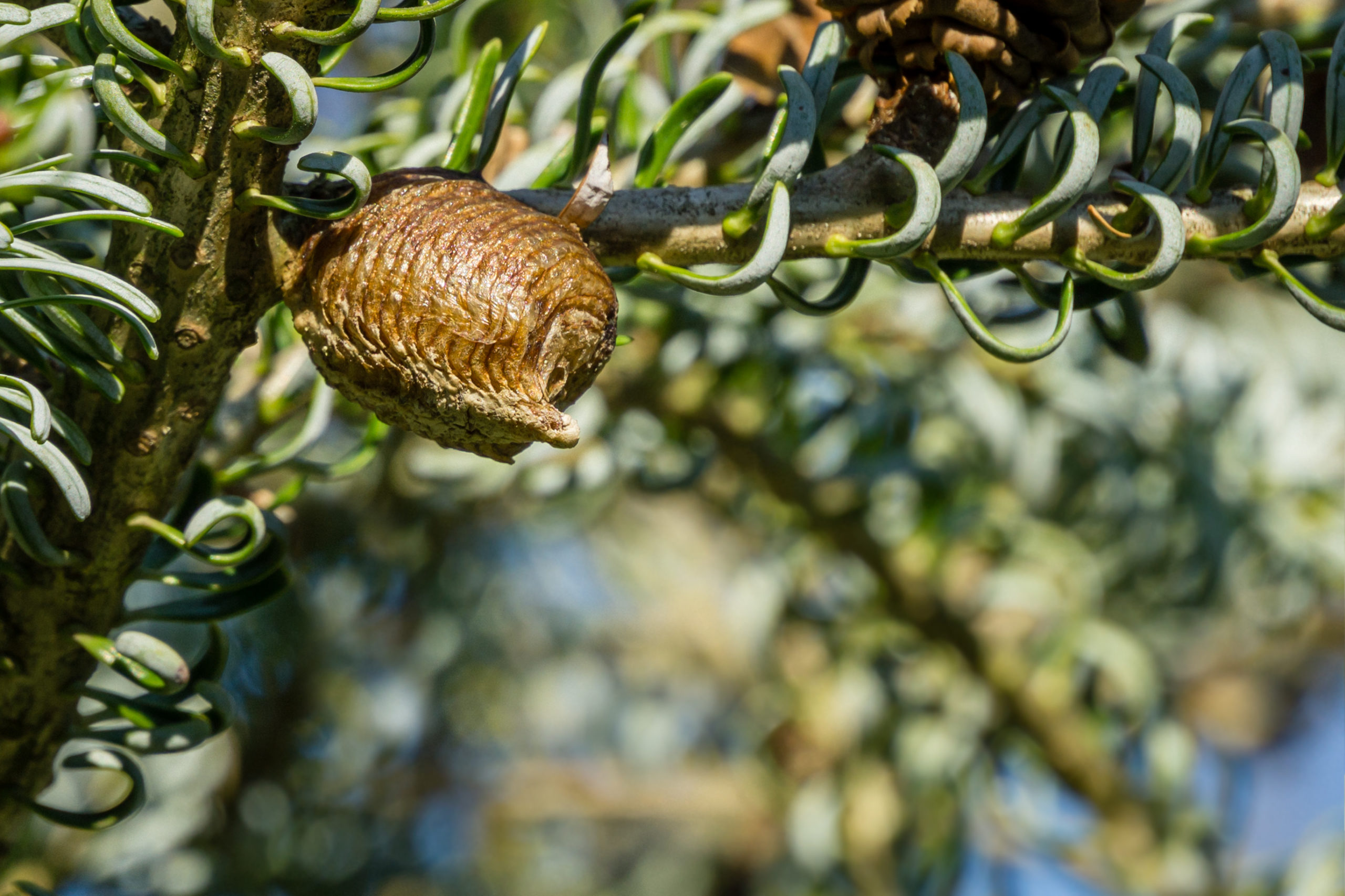 christmas tree mantids scaled 5 Frustrating Christmas Tree Pests