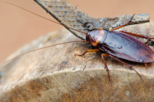 fireplace roaches Cockroaches,Stuck,On,A,Wooden,Cutting,Board,,Cockroaches,On,Orange