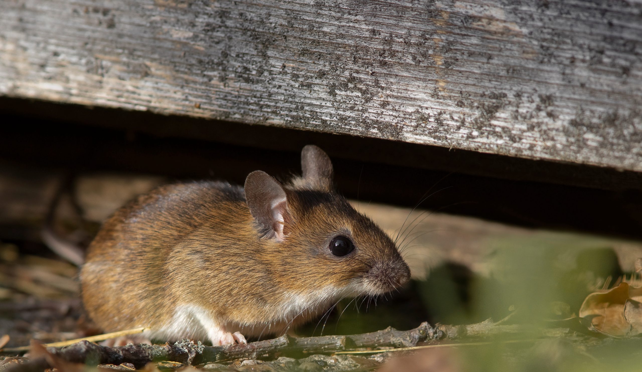fireplace rodents scaled 5 Frustrating Fireplace Pests