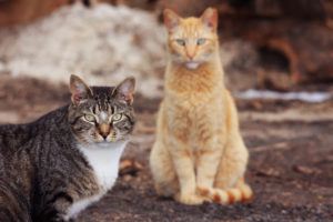 cats and dogs chicago story Feral,Cats,Hoping,And,Waiting,To,Be,Fed