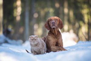 cats and dogs effective Dog,And,Cat,Together,In,Snowy,Forest