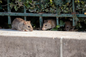 sitcom 1 rat babies Three,Rats,In,Paris