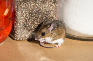 sitcom 2 golden Side,View,Of,A,Wild,Brown,House,Mouse,In,Front