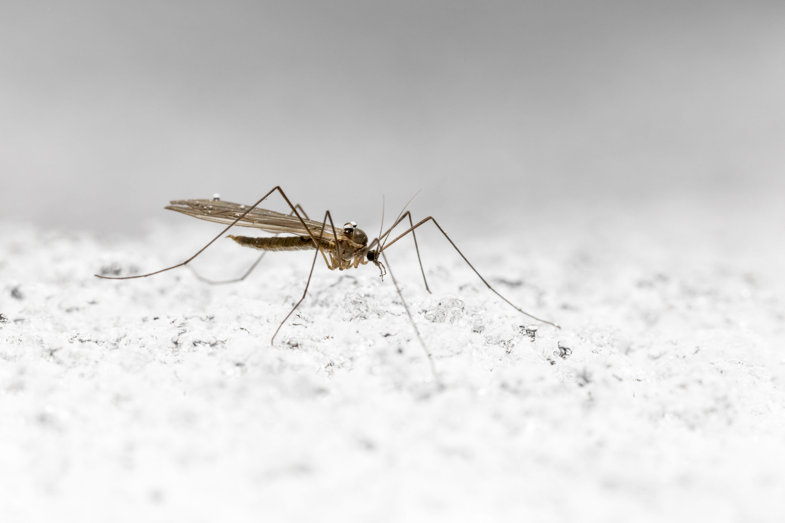snow pests winter crane flies scaled 5 Active Snow Pests