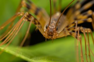 creepiest crawlies cover Beautiful,Insect,Of,Huge,House,Centipede,On,Green,Leaf