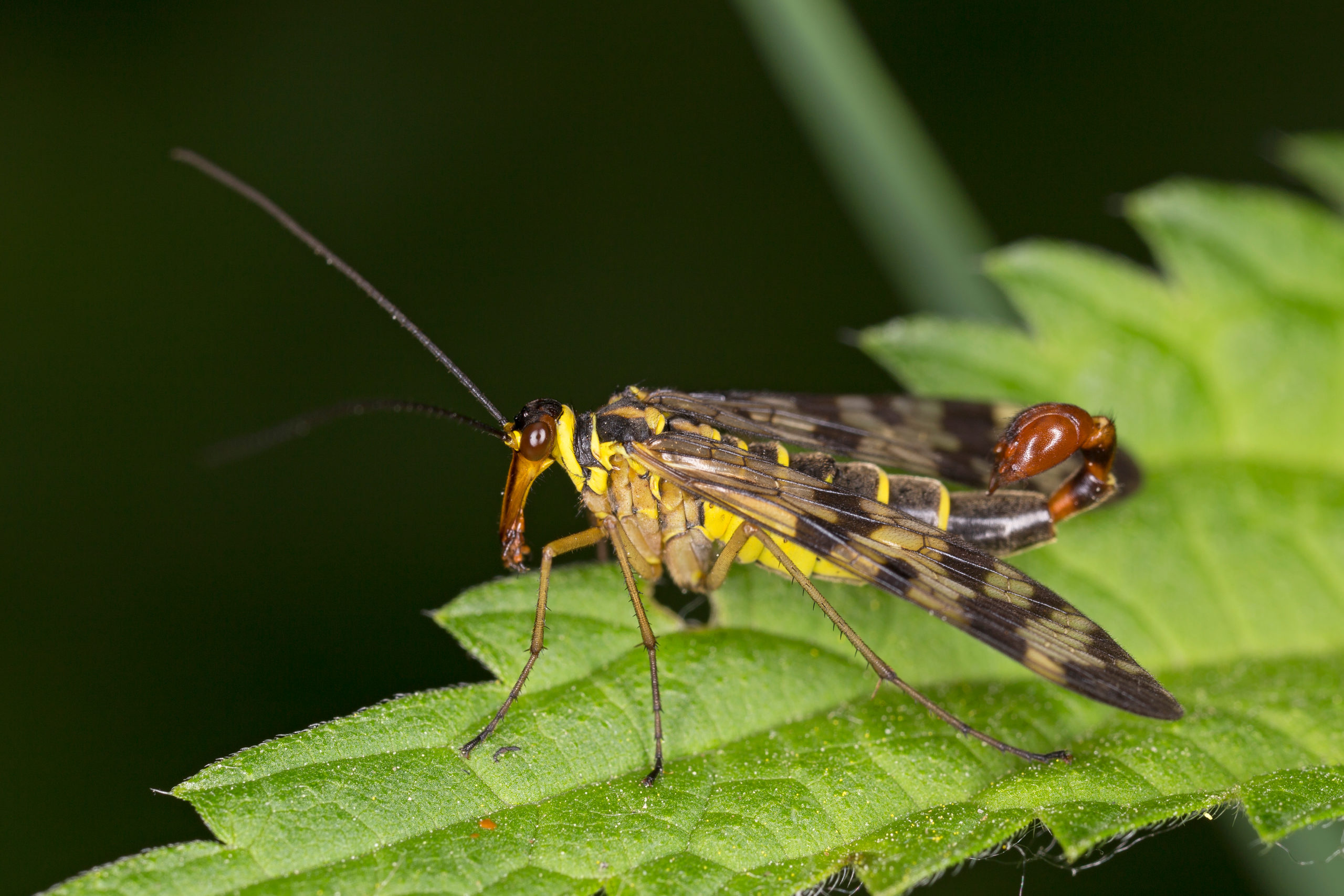 creepiest crawlies scorpionfly scaled 5 of the Creepiest Crawlies