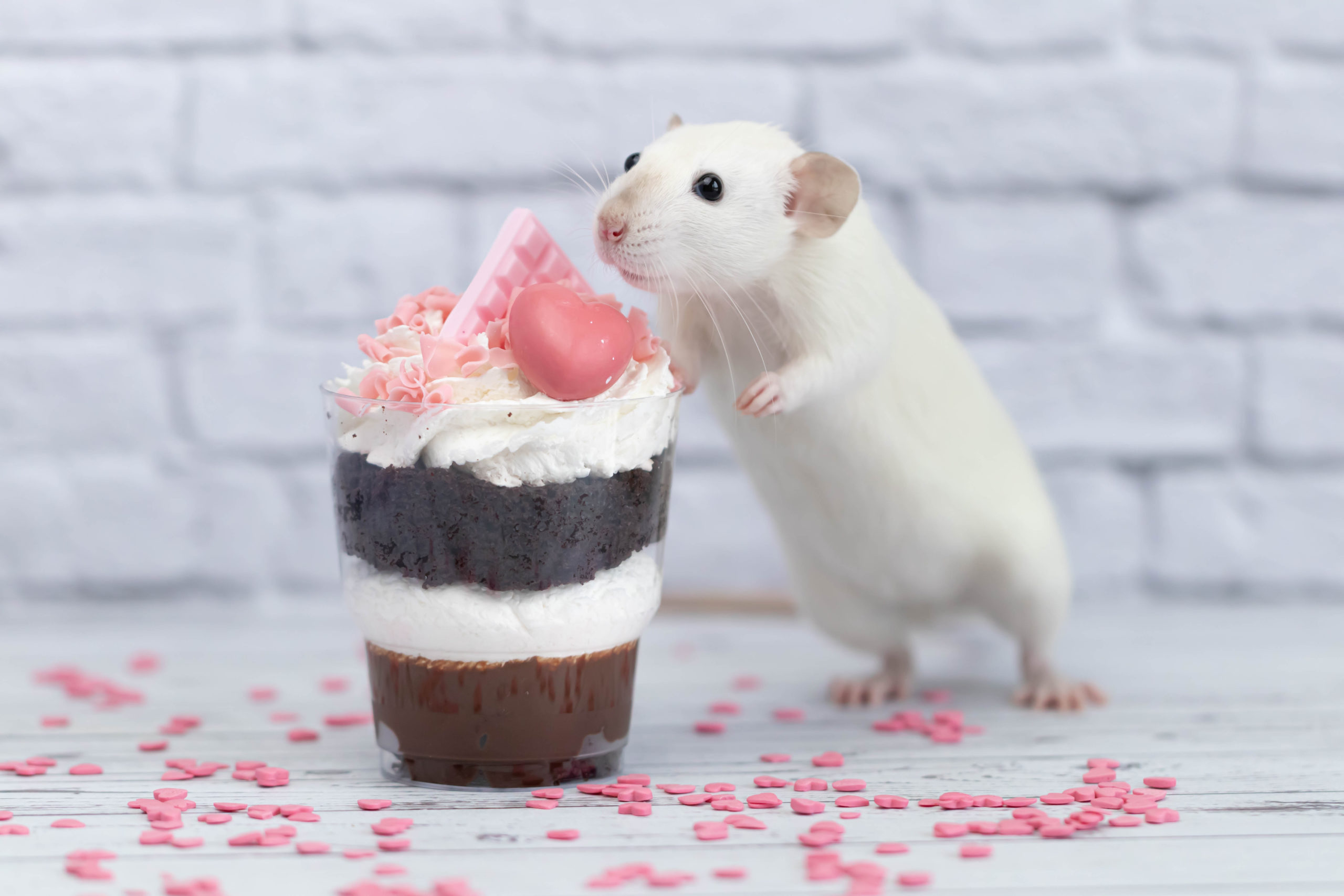 valentines chocolate cover scaled Chocolate, Pests, and Valentine’s Day: How Do They Mix?