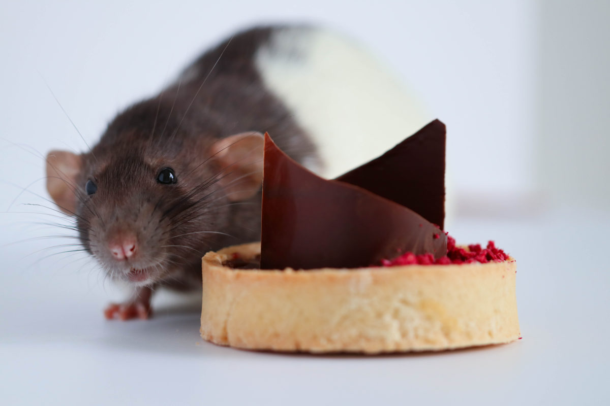 View of Chocolate, Pests, and Valentine’s Day: How Do They Mix? - Pointe Pest ...