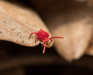 early spring clover mites Red,Clover,Mite,Crawling,Over,Brown,Foilage
