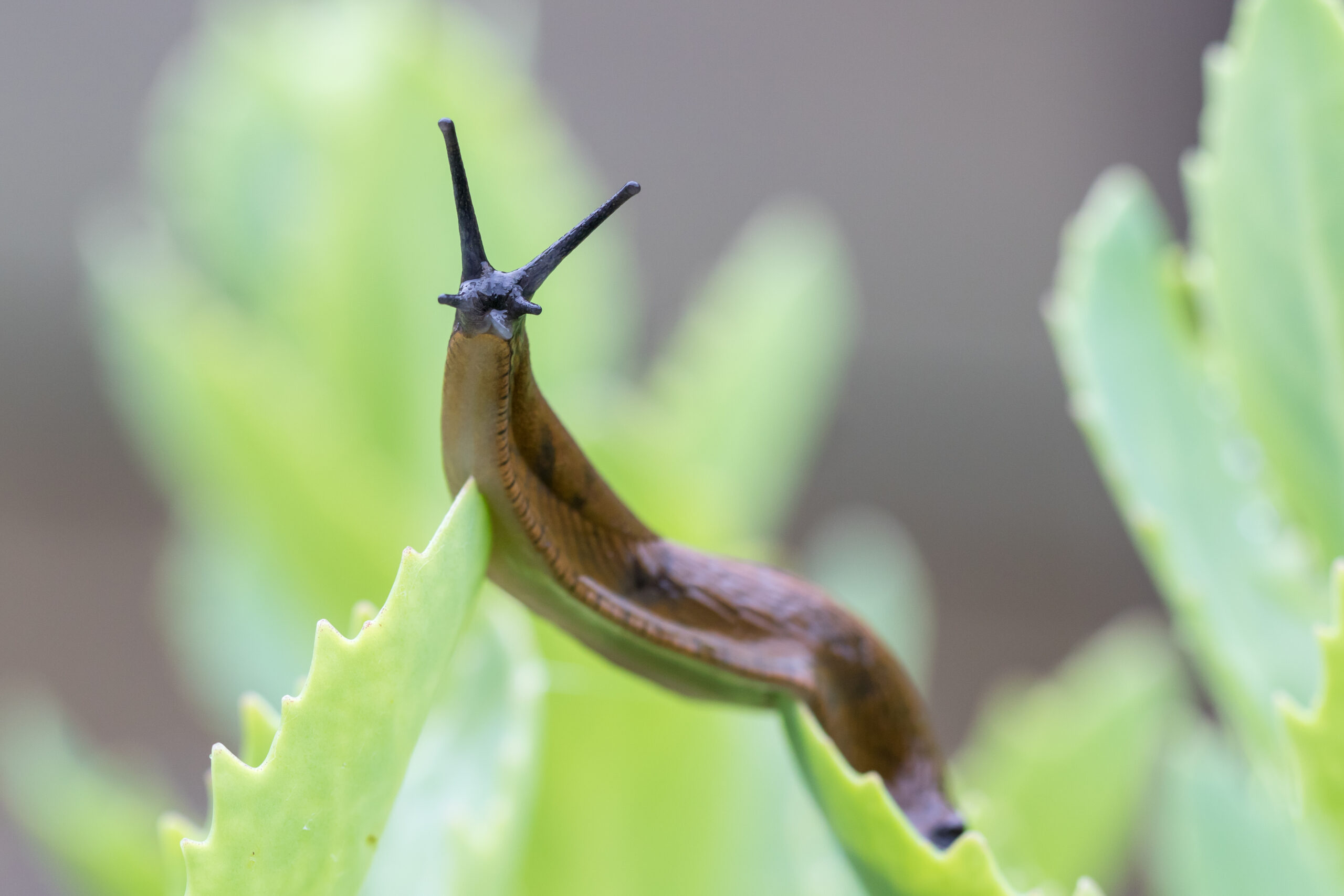 early spring cover scaled 5 Pests That are Already Active in Early Spring