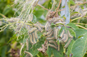 early spring gypsy moths A,Lot,Of,Caterpillars,And,They,Eat,The,Leaves,Of