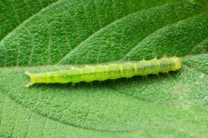 spring eggs cabbage looper Cabbage,Looper,Moth,Caterpillar.family,Noctuidae,,Referred,To,As,Owlet,Moths,