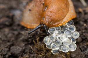 spring eggs slugs The,Invasive,Destructive,Snail,Lays,Eggs