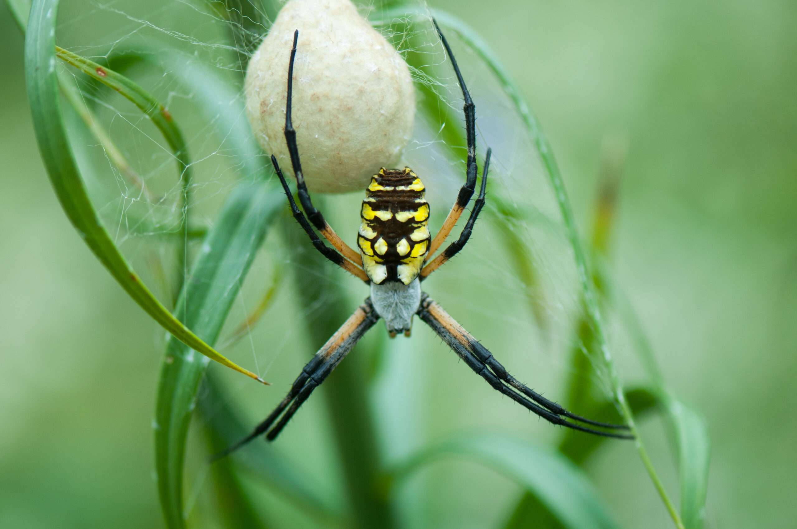 spring eggs spiders scaled 6 Types of Pest Eggs That Already Pose a Problem
