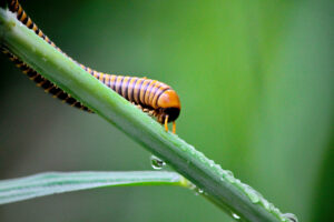 spring rains help A,Centipede,Is,Walking,At,Wet,Branch