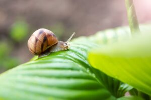 spring rains rain plants 1 A,Large,Garden,Snail,Sits,On,A,Green,Leaf,In