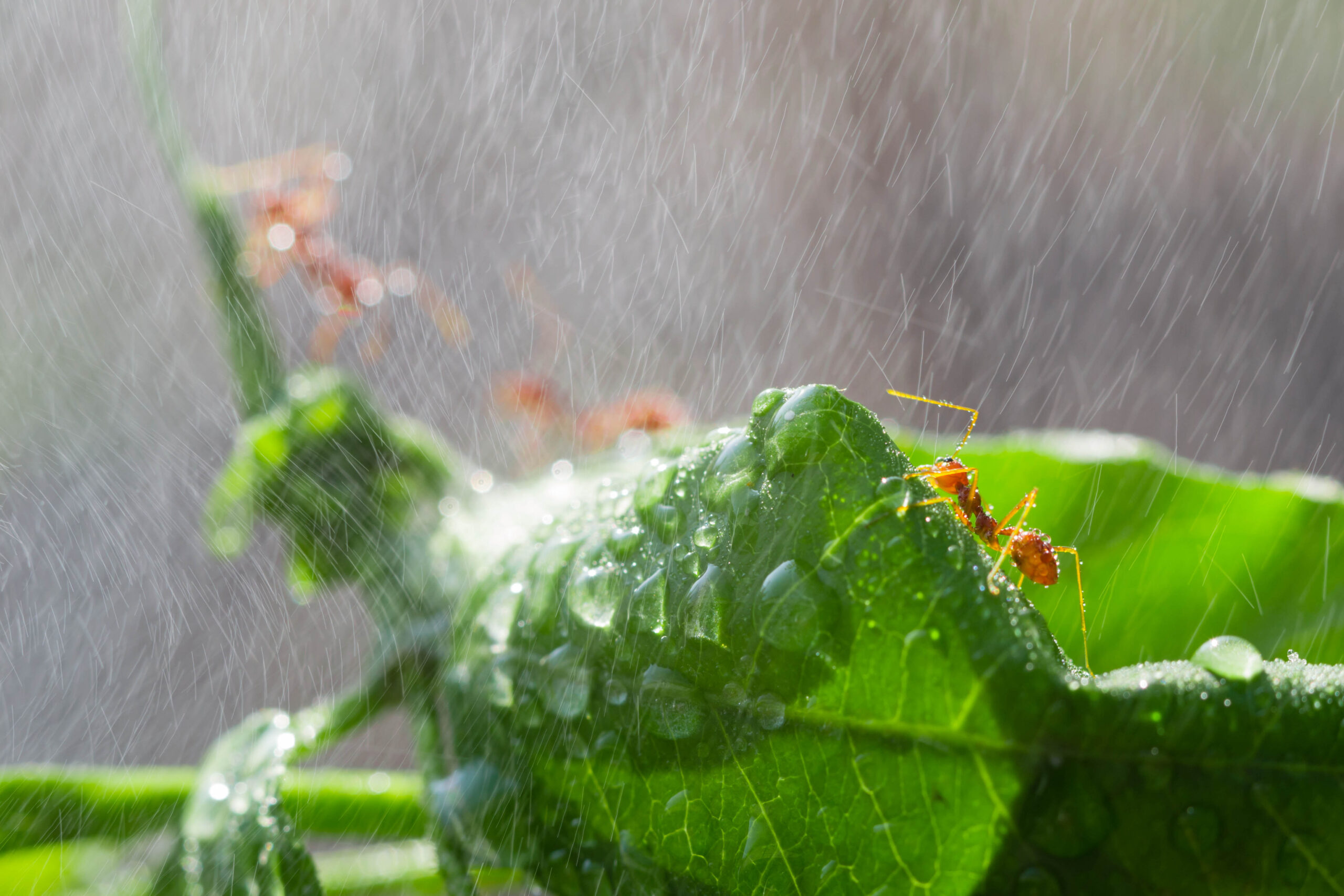 spring rains species scaled Does Spring Rain Affect Pests?