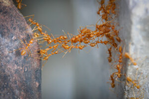 ant man species Unity,Of,Ants