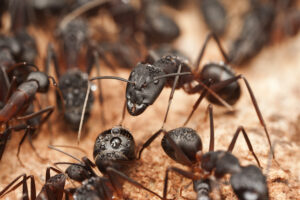 ant man the leader Big,Carpenter,Ants,Inside,The,Nest,,Ant,Workers,In,Colony,