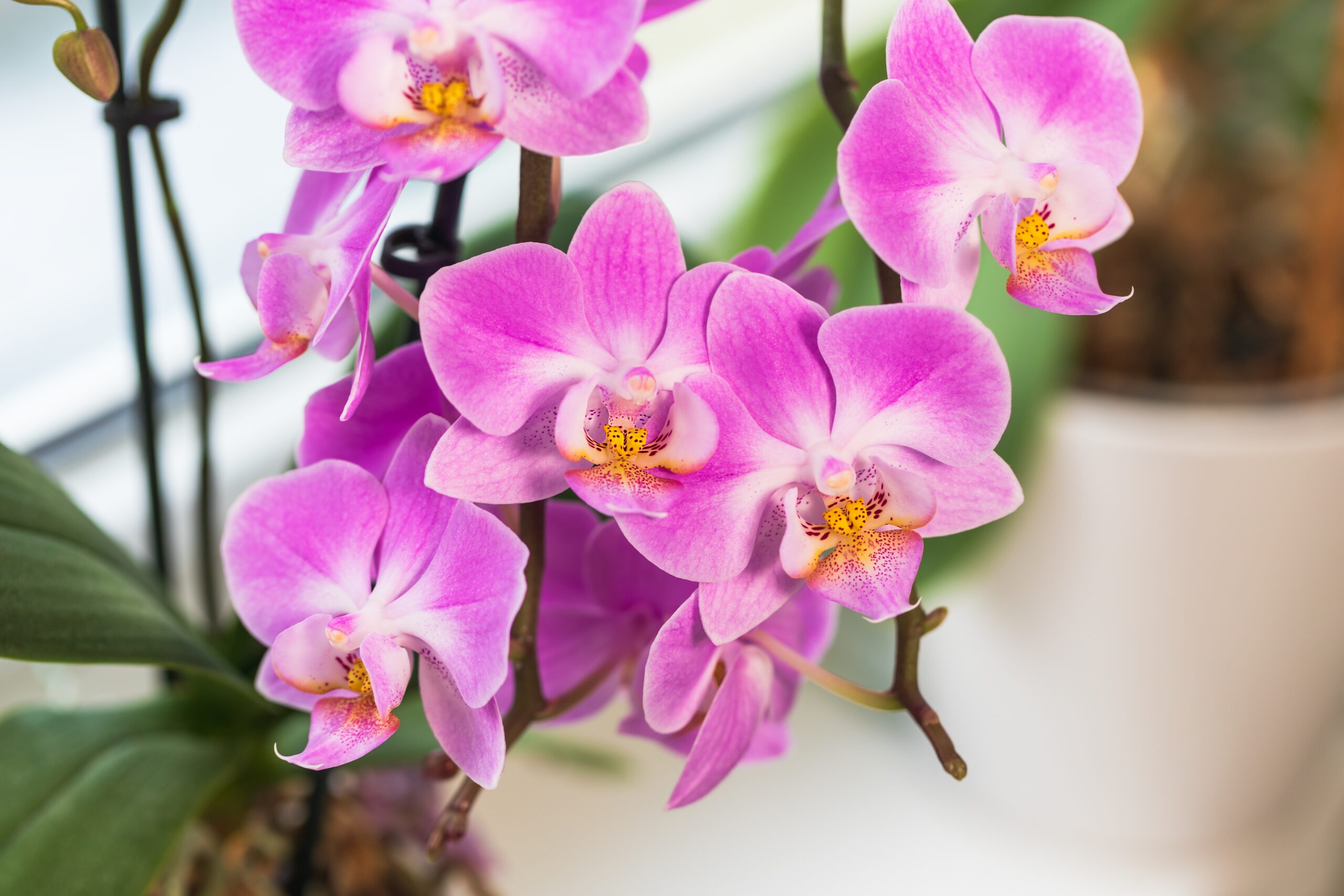 orchid pests cover scaled 5 Obtrusive Orchid Pests