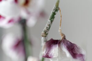 orchid pests mites The,Mealybug,That,Struck,The,Phalaenopsis,Orchid.,Dry,Dead,Purple