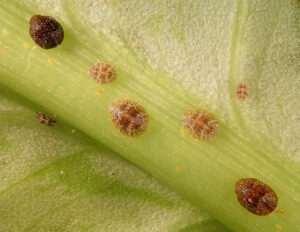 orchid pests scale Black,Scale,,Saissetia,Oleae,(hemiptera:,Coccidae),Is,The,Dangerous,Pest
